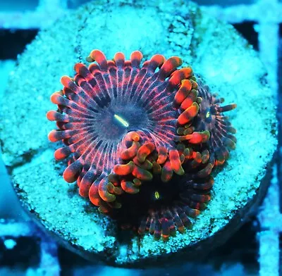 Mega Marley Paly Zoanthids Paly Zoa SPS LPS Corals WYSIWYG • $4.99