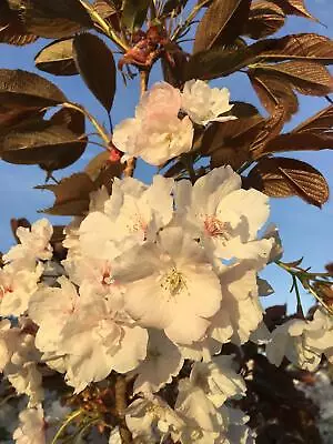Prunus Shizuka Fragrant Cloud Japanese Blossom Tree 6-7ft In A 10 Litre Pot • £99.99