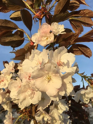 Prunus Shizuka Fragrant Cloud Japanese Blossom Tree 6-7ft In A 10 Litre Pot • £99.99