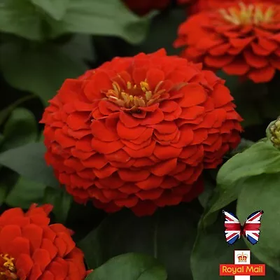 ZINNIA 50 SEEDS  CRIMSON MONARCH Elegans GIANT DOUBLE RED • £1.59