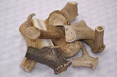 £6 • Buy Genuine Scottish Stag Antler Horn Deer Dog Chew Treat 100% Organic