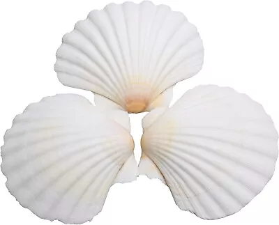 25pcs Scallop Shells For Crafts 2-3 Inches White Large Natural Seashells For • $18.98