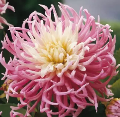 Size #1 Pink Dahlia Cactus 'Star's Favorite' Clump Tuber Gift Packaged • $11.99