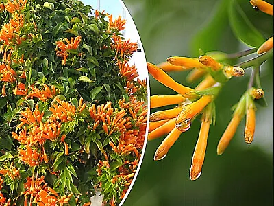 20 Honeysuckle Vine Seeds (L. Ciliosa) Orange Flowers USA Seller Free Shipping • $3.95