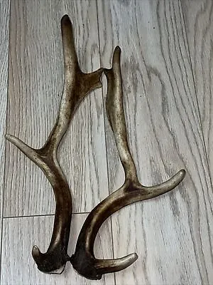 PAIR OF FALLOW DEER ANTLERS 530g.   Aprox. 38/40cm. • £40