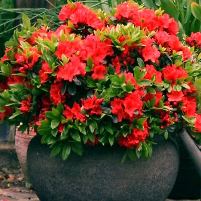 1 X Red Azalea Japanese Evergreen Shrub Hardy Garden Plant In Pot • £9.99