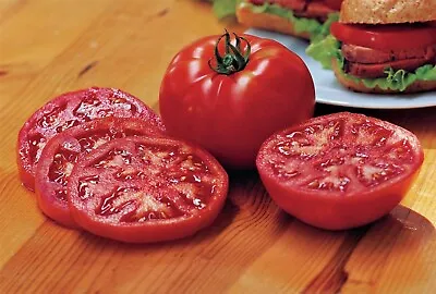 3x Tomato Steak Sandwich Plug Plants! READY End Of April! X3! • £6.99