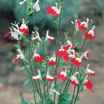 6  Salvia Hot Lips  Sage  Alpine Perennial   Plug Plants • £5.20