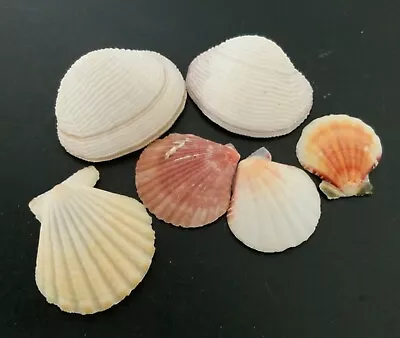 Small Lot Of Scallop And Clam Shells • $4.99