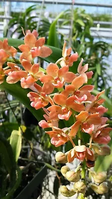 Orchid Vanda Rhynchostylis Gigantea Peach Fragrant Plant Mad Happenings Special • $49.95