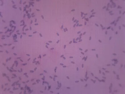 Sperm Smear - Prepared Microscope Slide - 75x25mm - Eisco Labs • $7.99