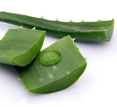 Aloe Vera Leaf 4 Ounces Cutting Medicinal • £11.39