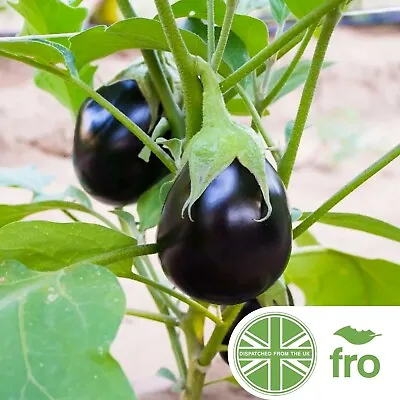 Organic - Aubergine - Black Beauty - 30  Seeds - Non-gmo - Fast Uk Dispatch ✅ • £2.45
