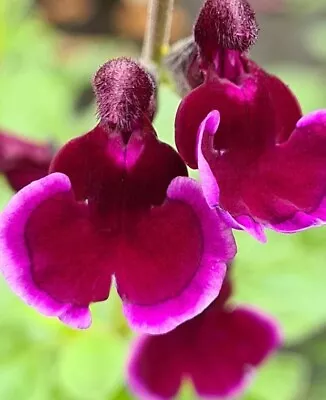 3x Salvia Blackberry Ripple Plant Plugs Deep Purple Flowers Perennial Sage • £9.95