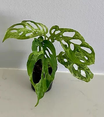 💚 COLLECTORS PLANT 💚 Rare Variegated Monstera Adansonii Indonesian Form • $15.50