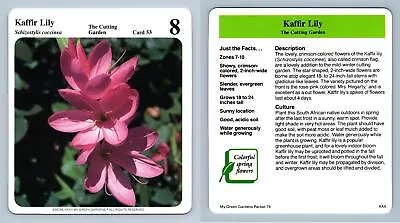 Kaffir Lily #53 Cutting - My Green Gardens 1987 Cardmark Card • £1.25