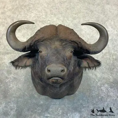 #23658 EL | African Cape Buffalo Taxidermy Shoulder Mount For Sale • $8495