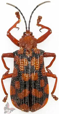 Beetle (Family ??)  From Amazon Brasil MOUNTEDACTUAL SP. • $45