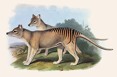 John Gould Native Canvas Print Tasmanian Tiger Painting Vintage Poster Australia • $12.86