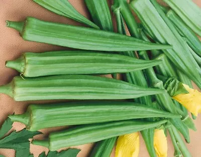 Okra Seeds High Yield Long Pods Sutable For Fritters & Curry -25 Seeds • $3.85