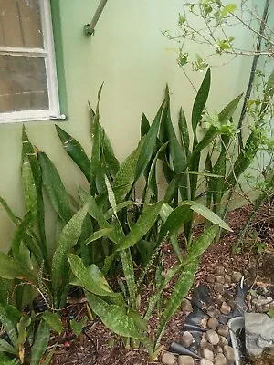 Two Rooted Of Snake Plant Live Mother-in-law Tongue Sword Of San Jorge • $25