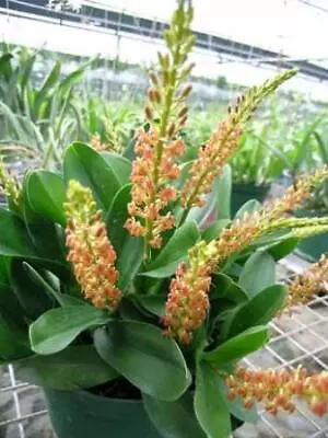 Orchid - Liparis Grossa -- RARE  SPECIES - EPIPHYTE - MAKE GREAT SPECIMENS • $14