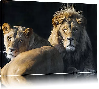 Beautiful Lion Pair Canvas Picture Wall Decoration Print Art Print • £27.13