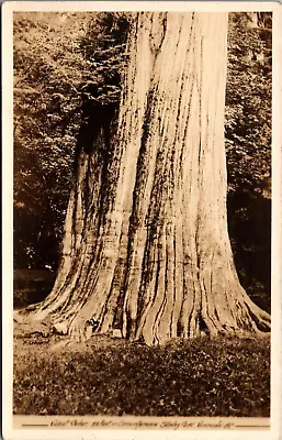 Postcard RPPC Large Cedar Tree Stanley Park Vancouver BC Unposted C1910 • $6.50