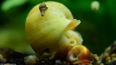 25 +5 Malaysian Trumpet Snails UK Breed Snails • £5.99