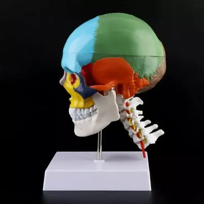 Life Size Human Skull Model Colored Anatomy Model With Cervical Vertebra & Base • $58.89