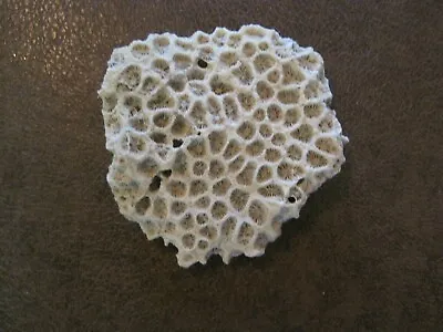 Vintage -Flat Brain Coral Natural White-Preowned • $30