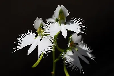$6.89 • Buy THE WHITE EGRET ORCHID FLOWER -Habenaria Radiata Seeds 50 Orchids