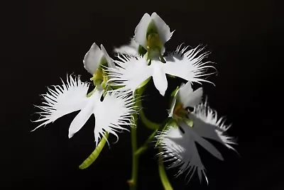 THE WHITE EGRET ORCHID FLOWER -Habenaria Radiata Seeds 50 Orchids • $6.89