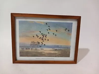 Peter Scott Vintage Duck Print  - Whitecroft On Flood Water  Framed. • $9.87