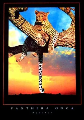 Leopard Panthera Onca Giant Cat Poster (61x91cm) Picture Print New Art Tree • $9.95