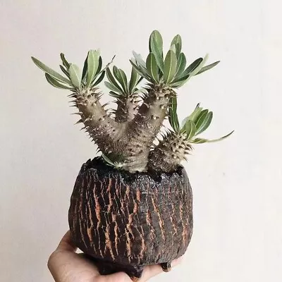 Rare Succulent Plant Pachypodium Rosulatum Var. Horombense • $45.99