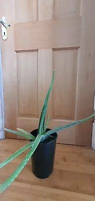 Aloe Vera Plant (1) - Medicinal Live Succulent - 40cm Plant • £110