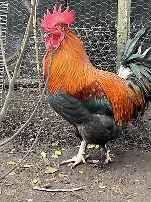 French Black & Blue Copper Marans Largefowl Hatching Eggs X 6 Dark Brown Eggs • £18