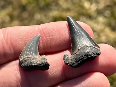 Rare Maryland Otodus Obliquus Fossil Sharks Teeth LOT Megalodon Ancestor Shark • $14.99