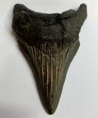 Genuine Megalodon Tooth 88mm • £98