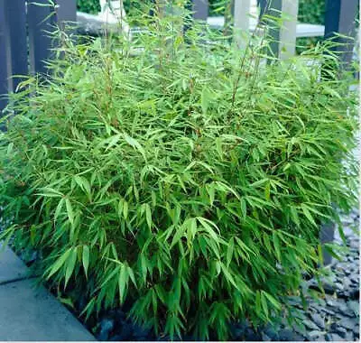 Green Panda Fountain Clumping Bamboo Rufa In 10 Litre Large Pots • £49