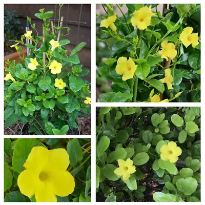 Mandevilla Vine Yellow Dipladenia Tropical Starter Cutting Live Nodes Available • $33.85