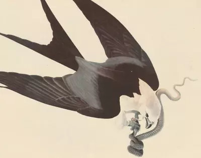 1942 Audubon Art Print 72 Swallow-Tailed Kite. Vintage Bird Illustration. • $9.49