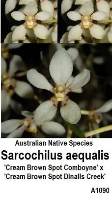 $10 • Buy THG Orchid SARCOCHILUS Aequalis Cream Brown Cross #3  Species 40mm
