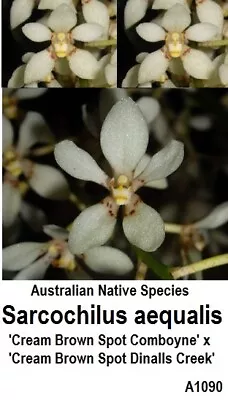 THG Orchid SARCOCHILUS Aequalis Cream Brown Cross #3  Species 40mm • $10