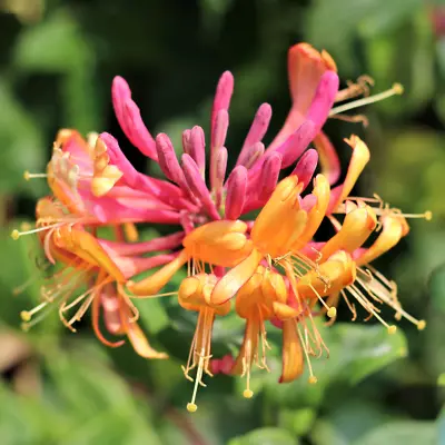 Lonicera 'Gold Flame' Honeysuckle Hardy Garden Climber Shrub | 9cm Pot • £12.99