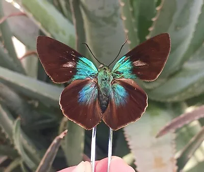 Hesperiidae Sp.  Rare  Satipo-peru Mounted Riker Framed  • $29.99