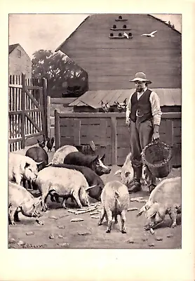  PIGS  FARM ANIMALS FEEDING A.B. Frost Antique Lithograph 1904 • $33