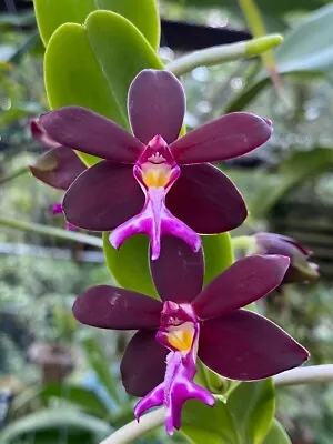 Orchid Vanda Trichoglottis Atroperpurea Mad Happenings Tropical Hanging Plant • $34.95