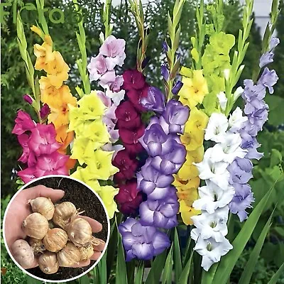 Gladioli Bulbs 40 Mixed Summer Flowering Bulbs Beautiful Large Flowering🌈 • £11.95